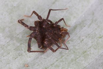 Media type: image;   Invertebrate Zoology 140068